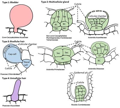 Making Plants Break a Sweat: the Structure, Function, and Evolution of Plant Salt Glands